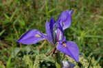 Giant blue iris